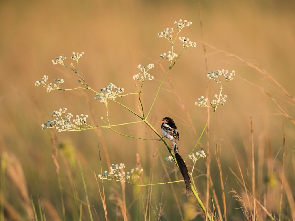 Strange-tailed Tyrant - ML44182851