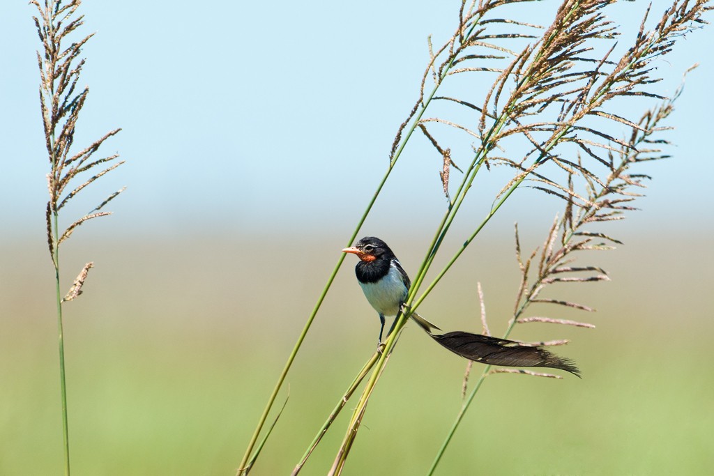 Strange-tailed Tyrant - ML44182861