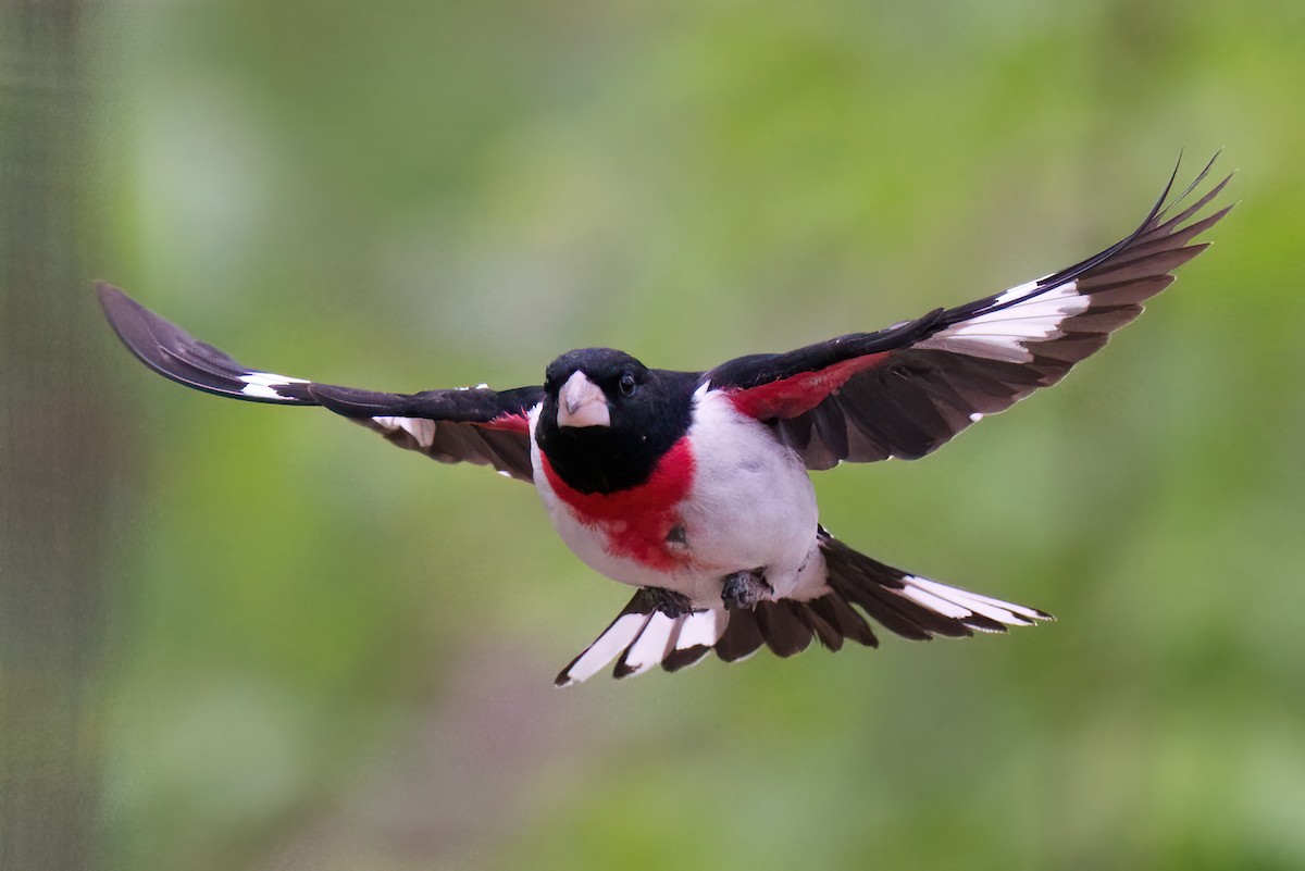 Rose-breasted Grosbeak - Peter F