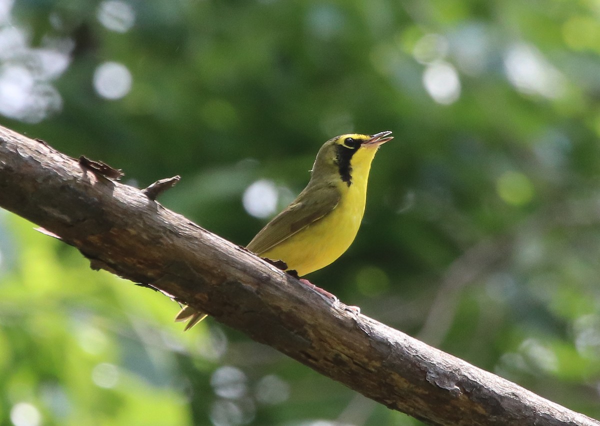 Kentucky Warbler - ML441829221