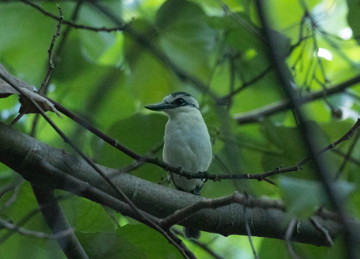 Chattering Kingfisher - ML441829421