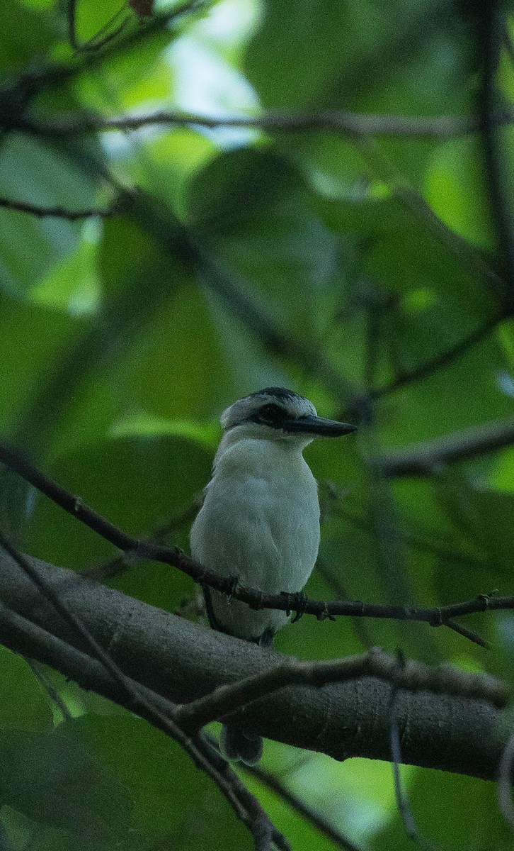 Chattering Kingfisher - ML441829431