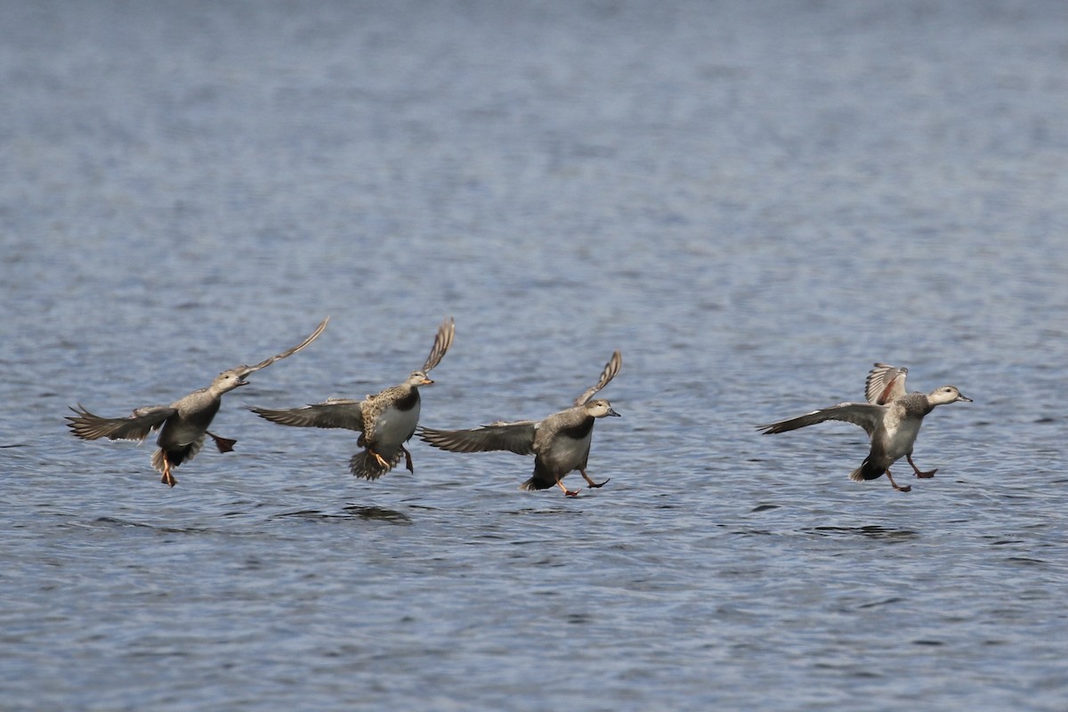 Gadwall - ML441829951