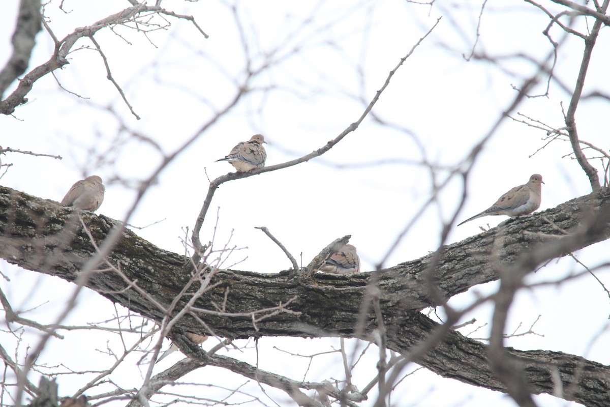 Mourning Dove - ML44183061