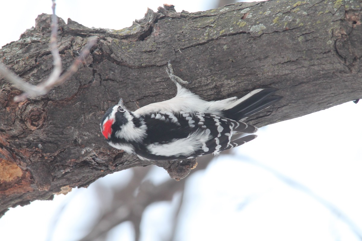 Downy Woodpecker - ML44183081