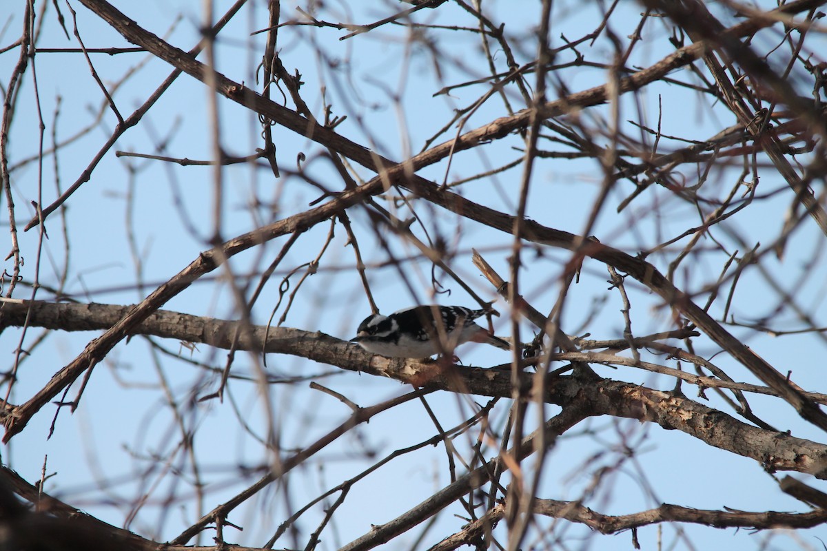 Downy Woodpecker - ML44183091