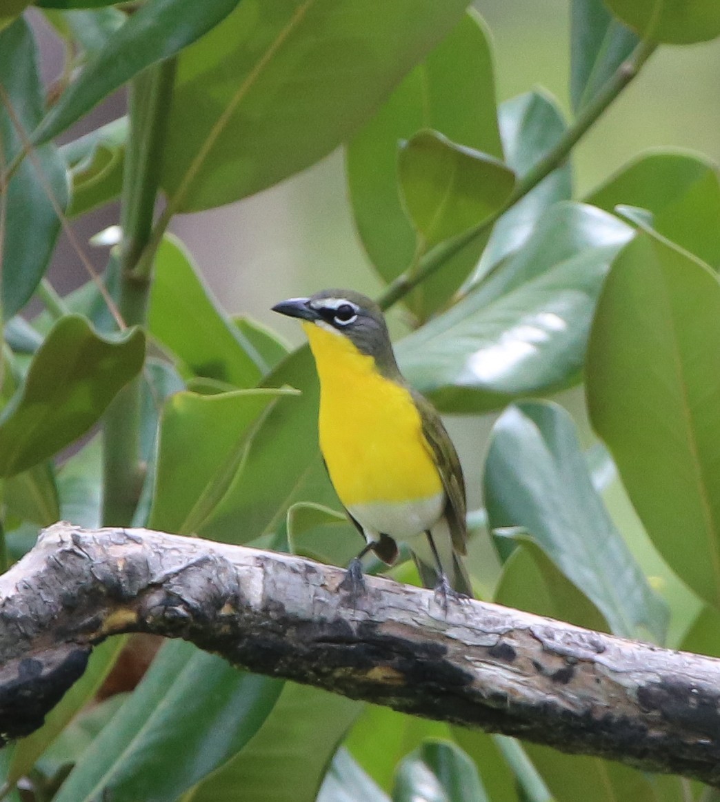 Yellow-breasted Chat - ML441831461