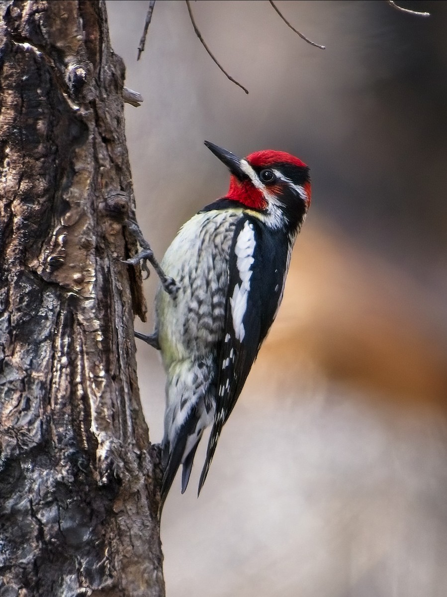 Chupasavia Nuquirrojo - ML441832371