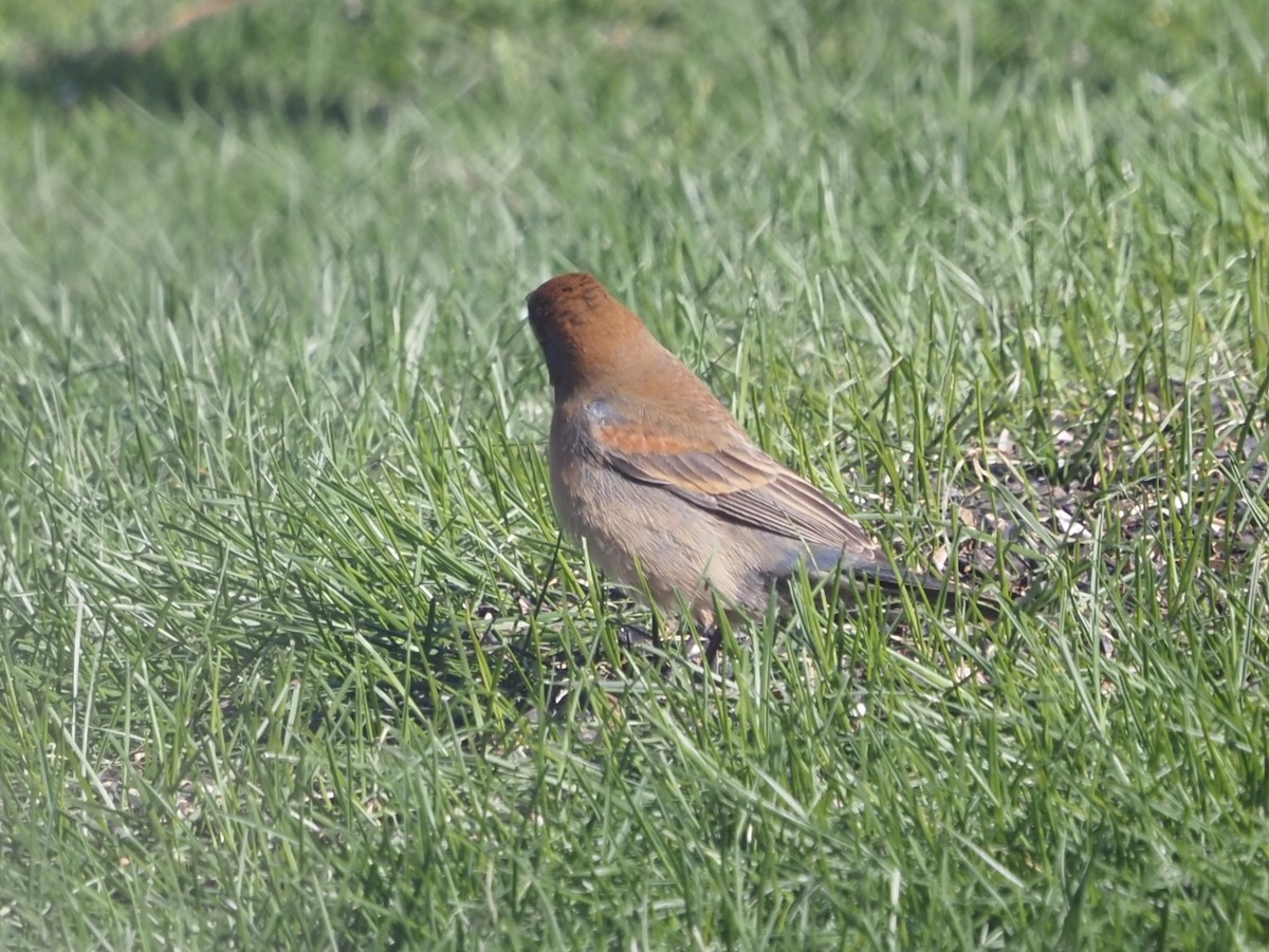 Blue Grosbeak - ML441834241