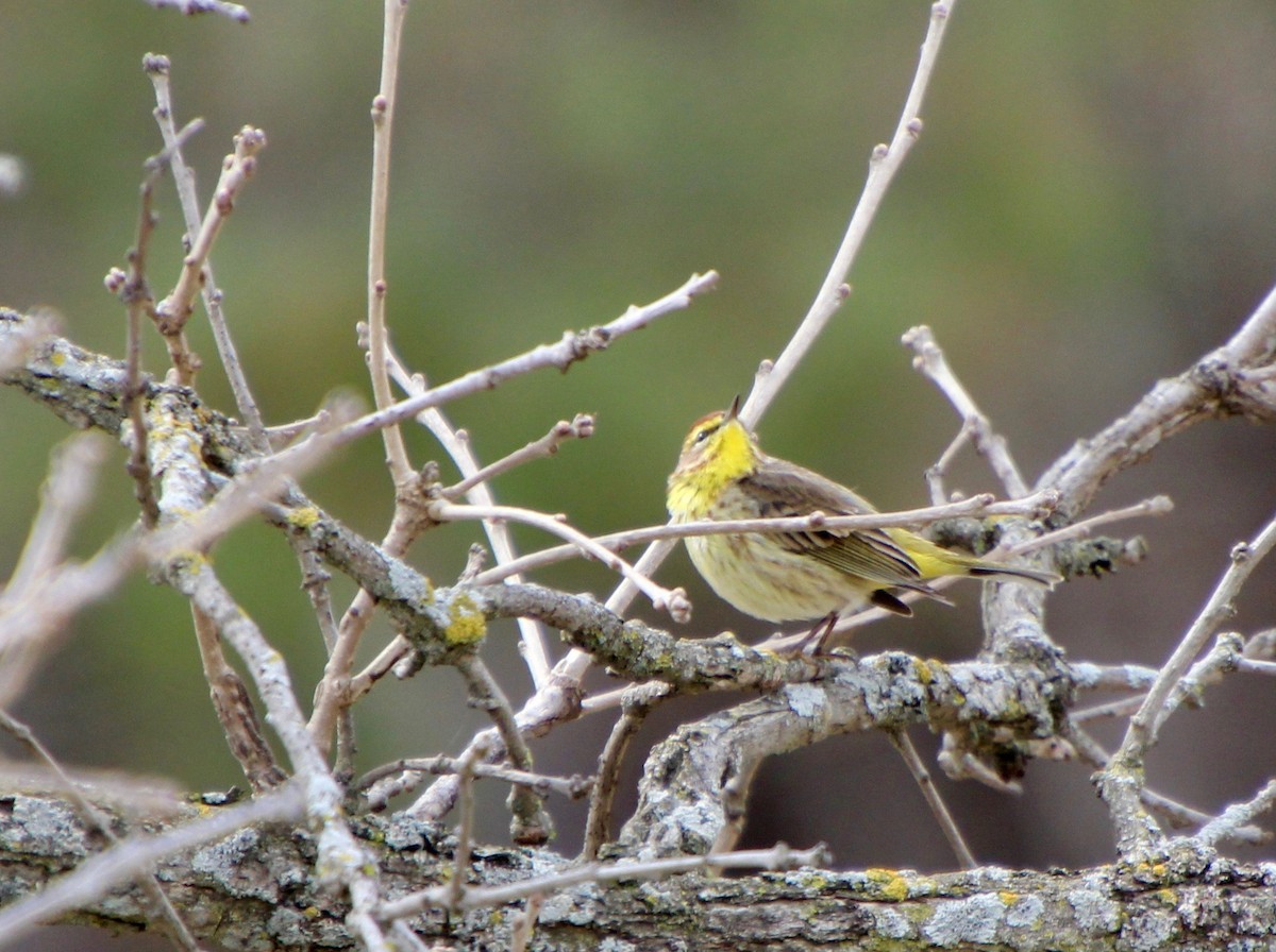 Palm Warbler - ML441835241