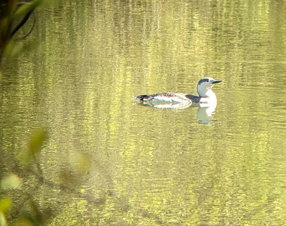 Red-throated Loon - ML441835441