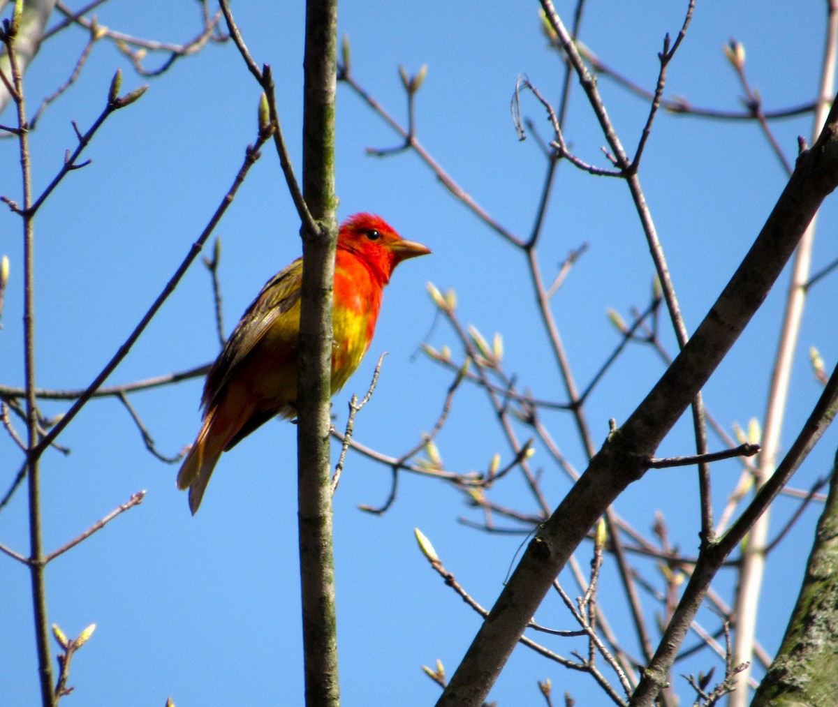 Summer Tanager - Debbie and Mark Raven