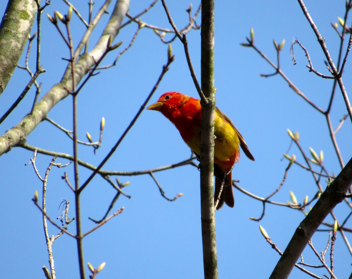 Summer Tanager - Debbie and Mark Raven