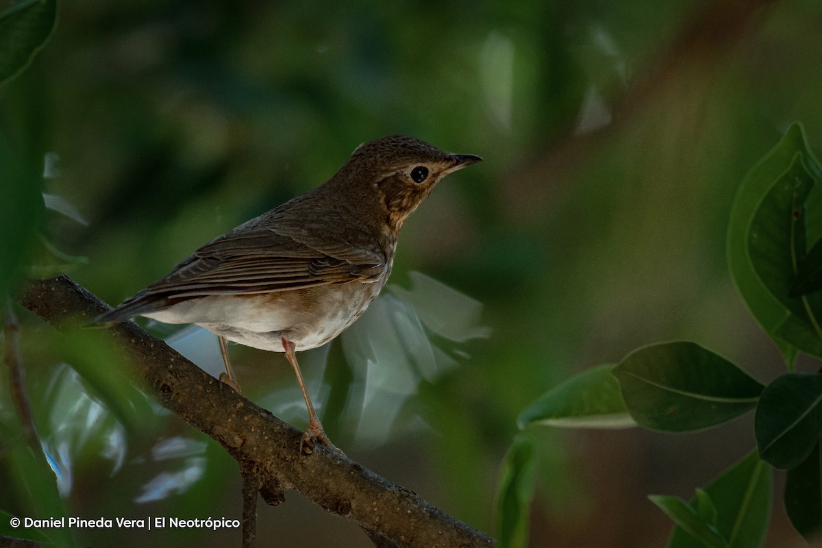 Swainson's Thrush - ML441837081