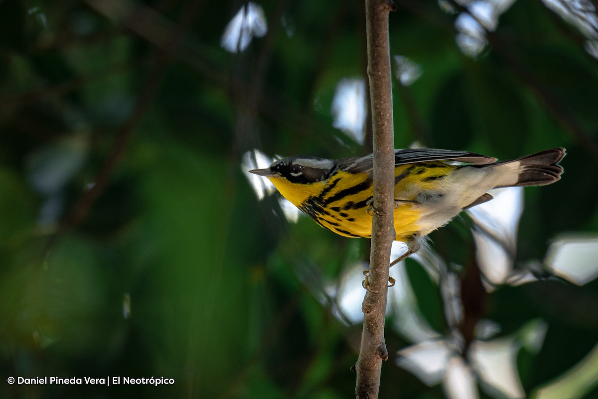 Magnolia Warbler - Daniel Pineda Vera