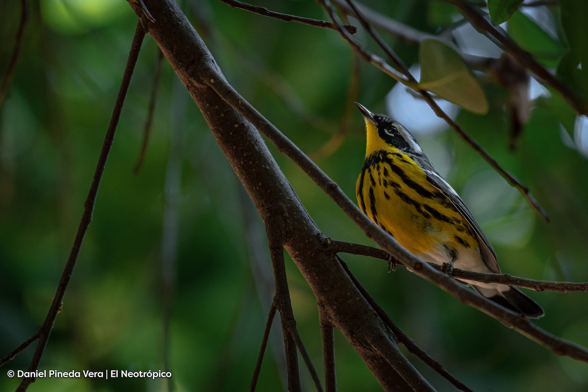 Magnolia Warbler - Daniel Pineda Vera