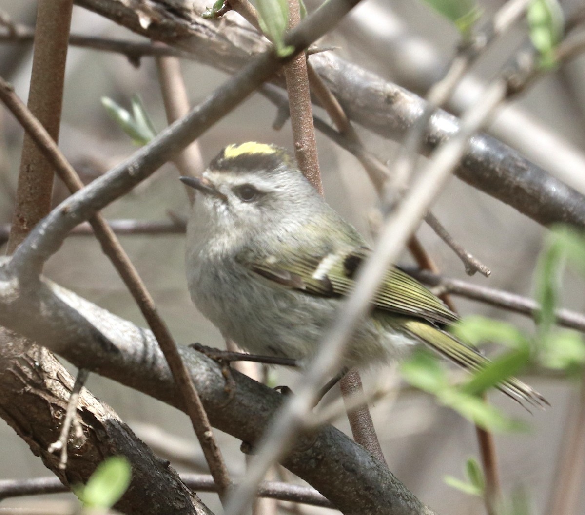 Golden-crowned Kinglet - ML441837951