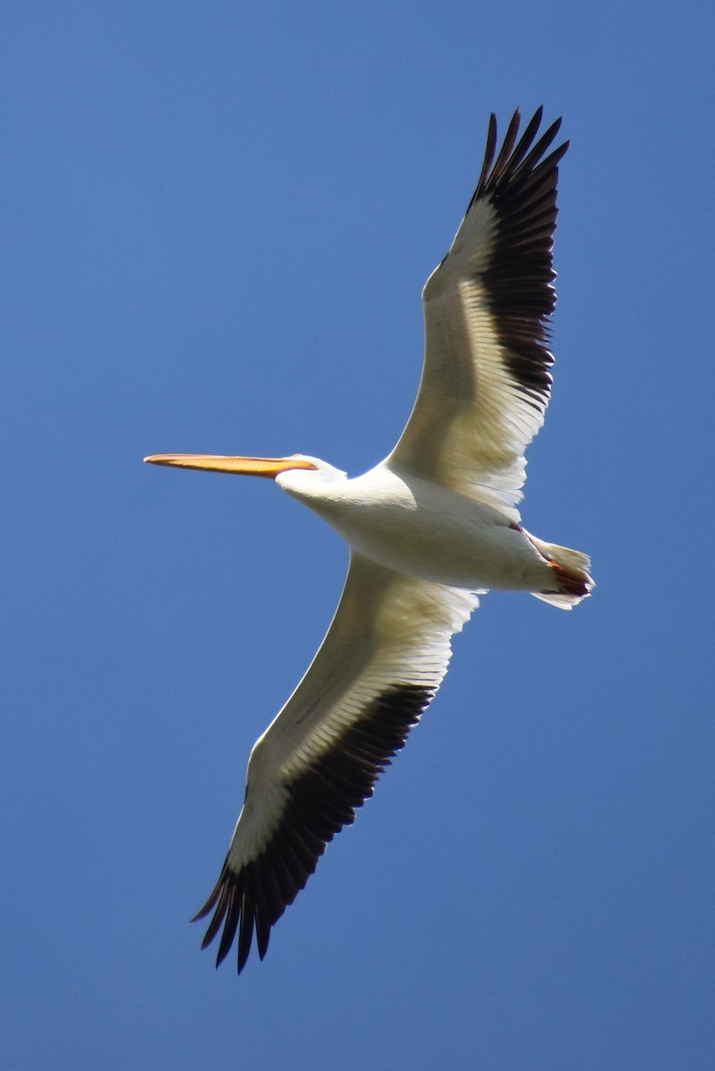 American White Pelican - Claire H