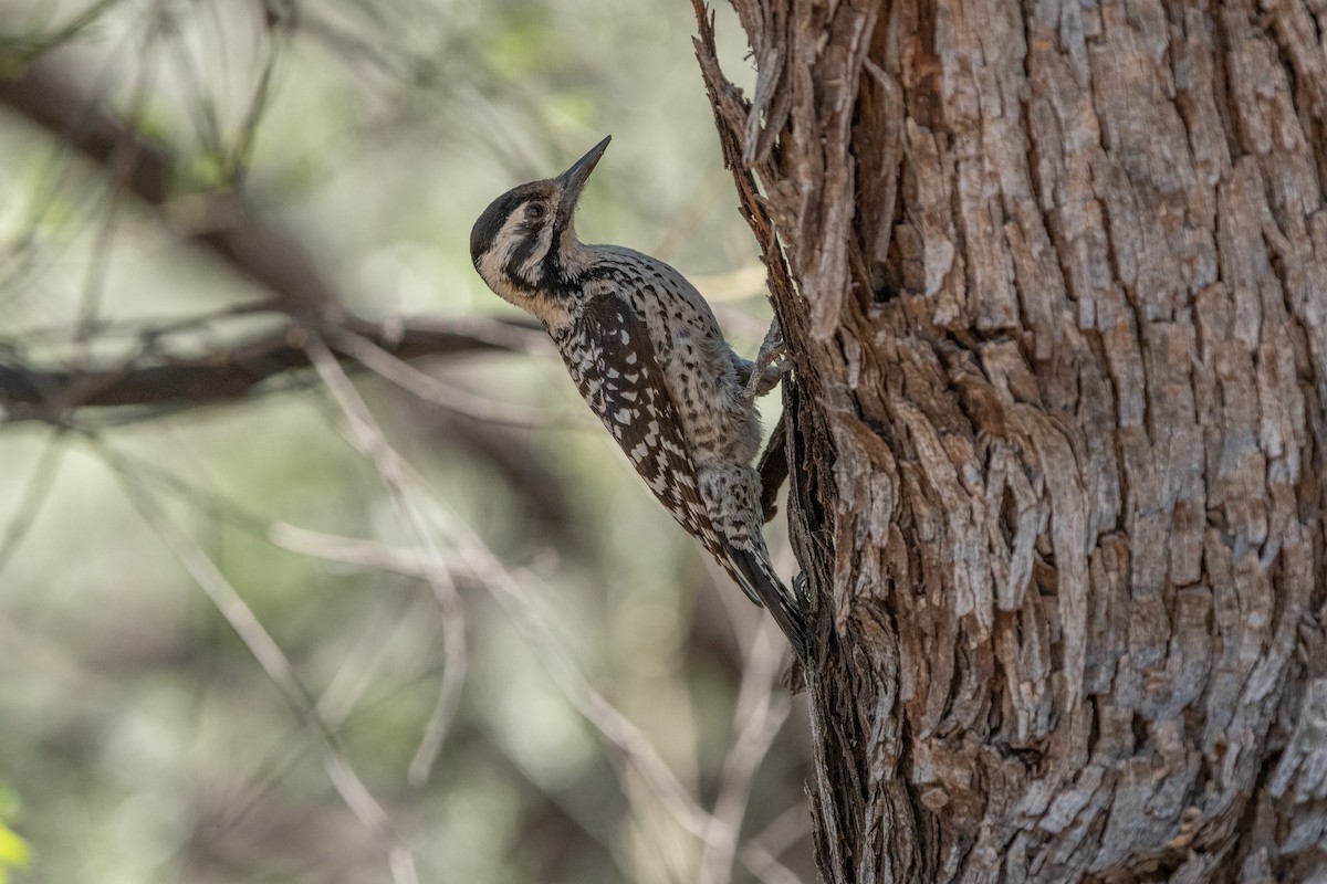 Ladder-backed Woodpecker - Angela Calabrese