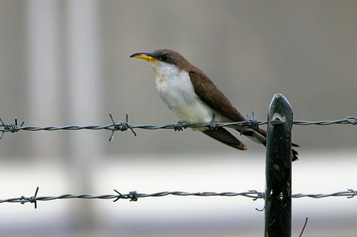 Yellow-billed Cuckoo - Stephen Cook