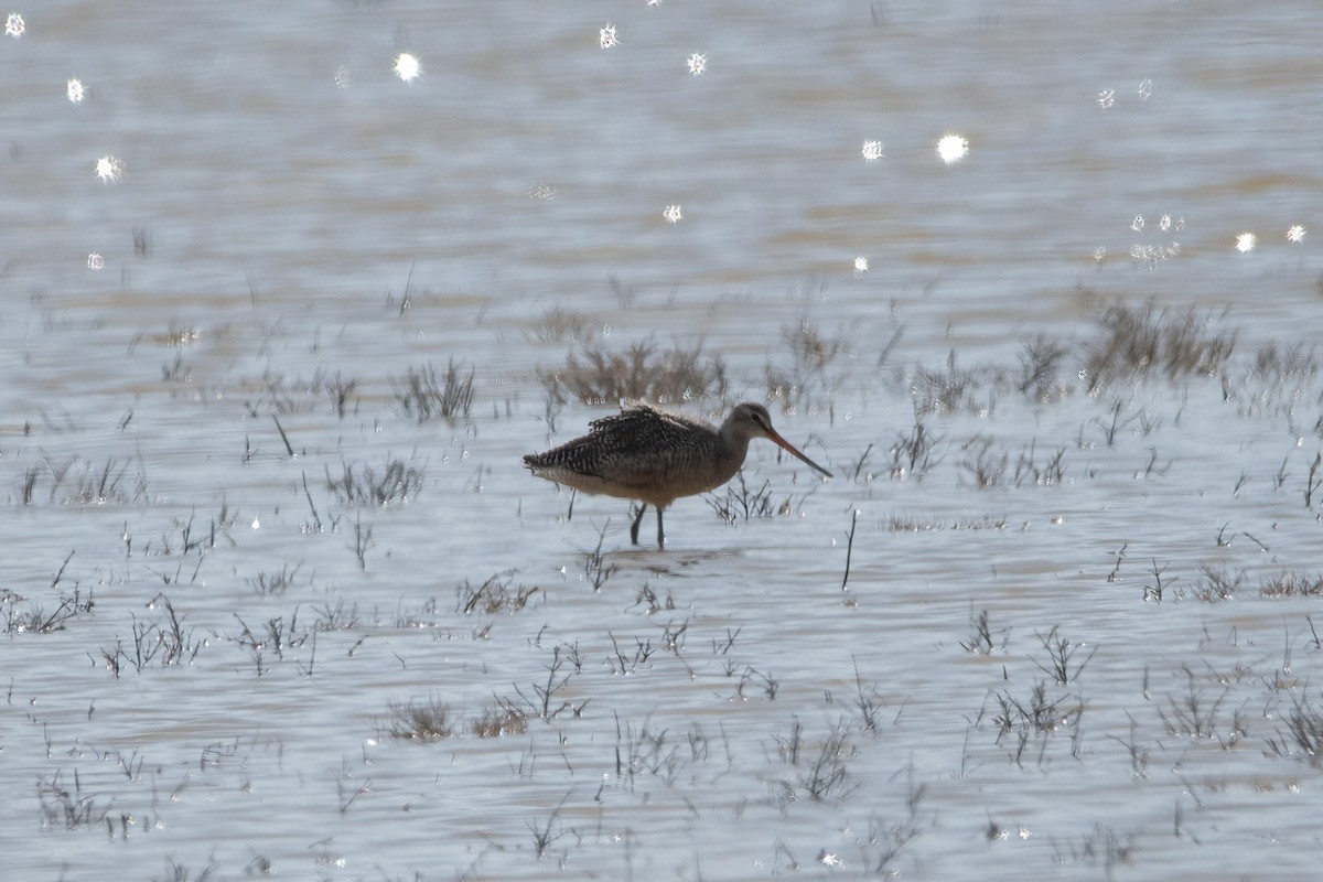 Marbled Godwit - ML441844661