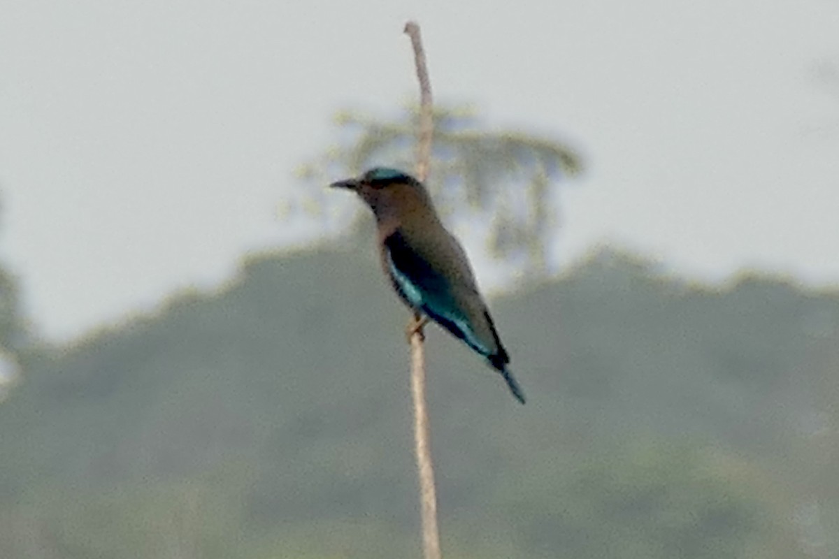 Indochinese Roller - Peter Kaestner