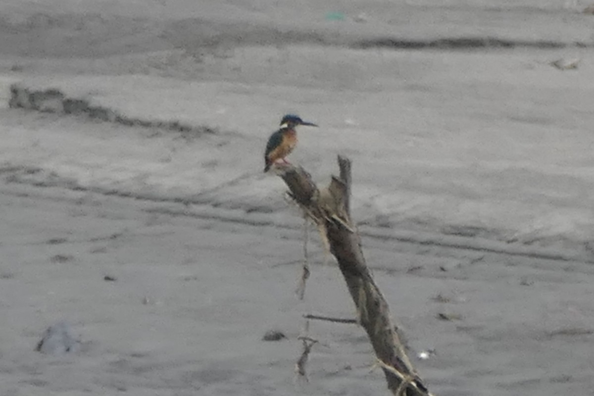 Common Kingfisher - ML441847011