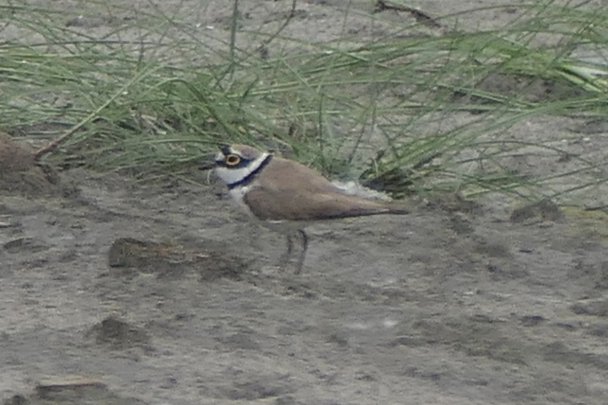 Little Ringed Plover - ML441847161