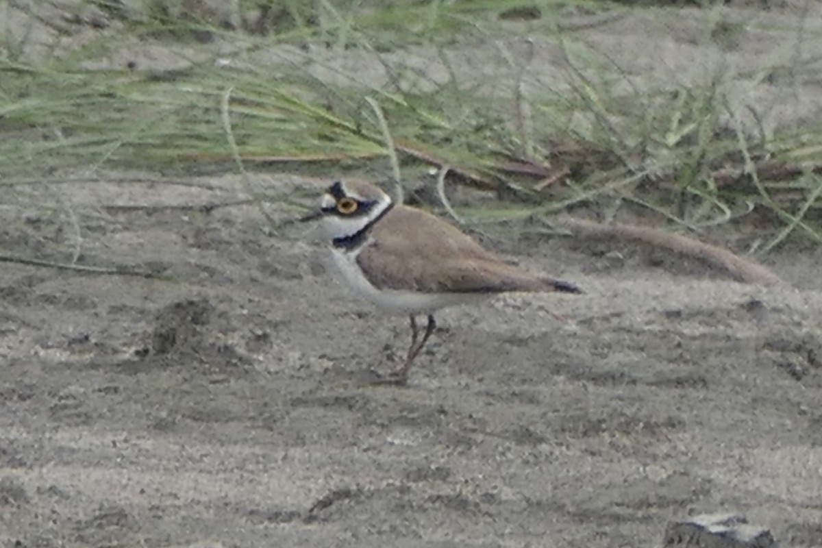 Little Ringed Plover - ML441847171