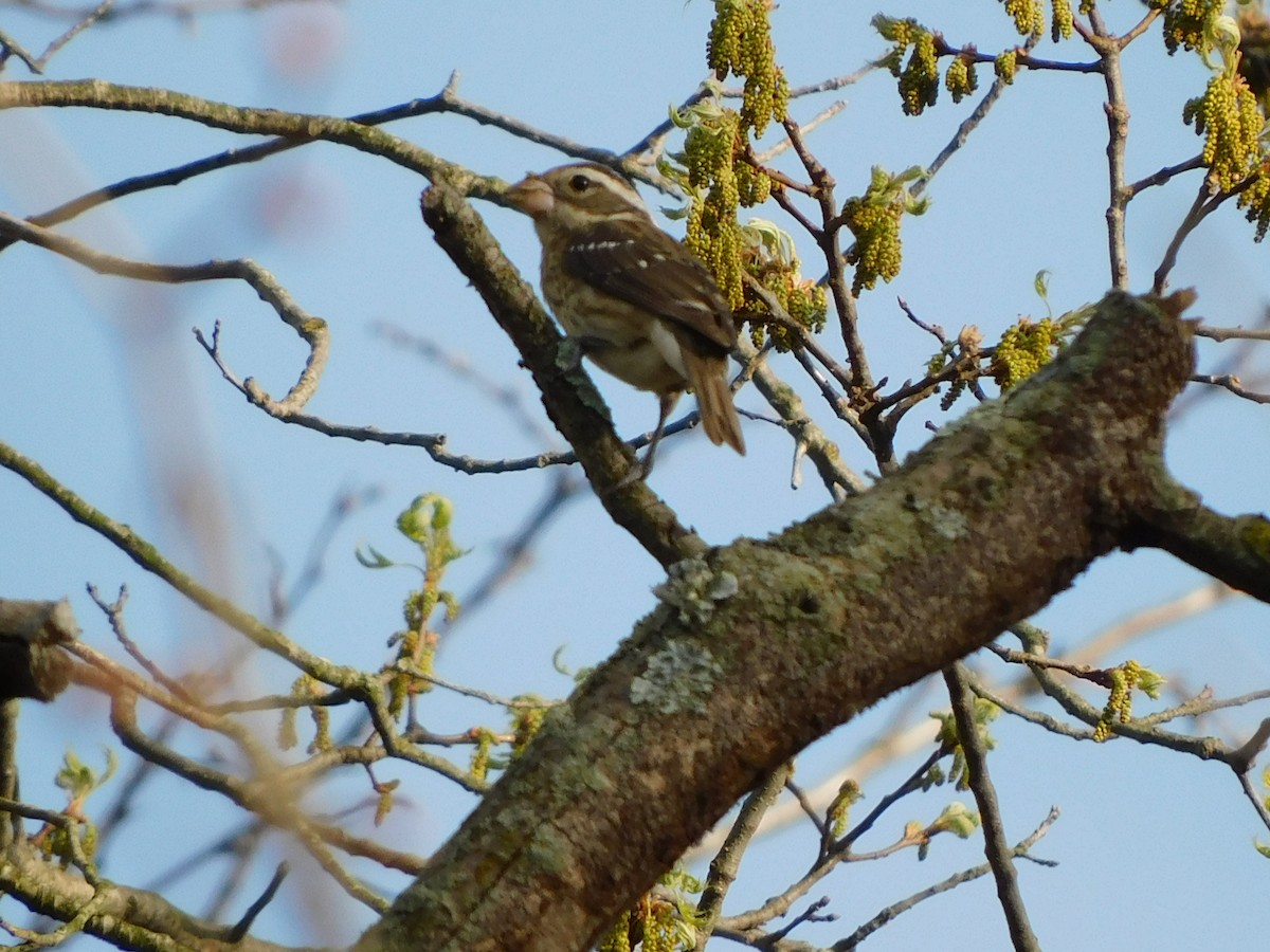 Rose-breasted Grosbeak - ML441848411