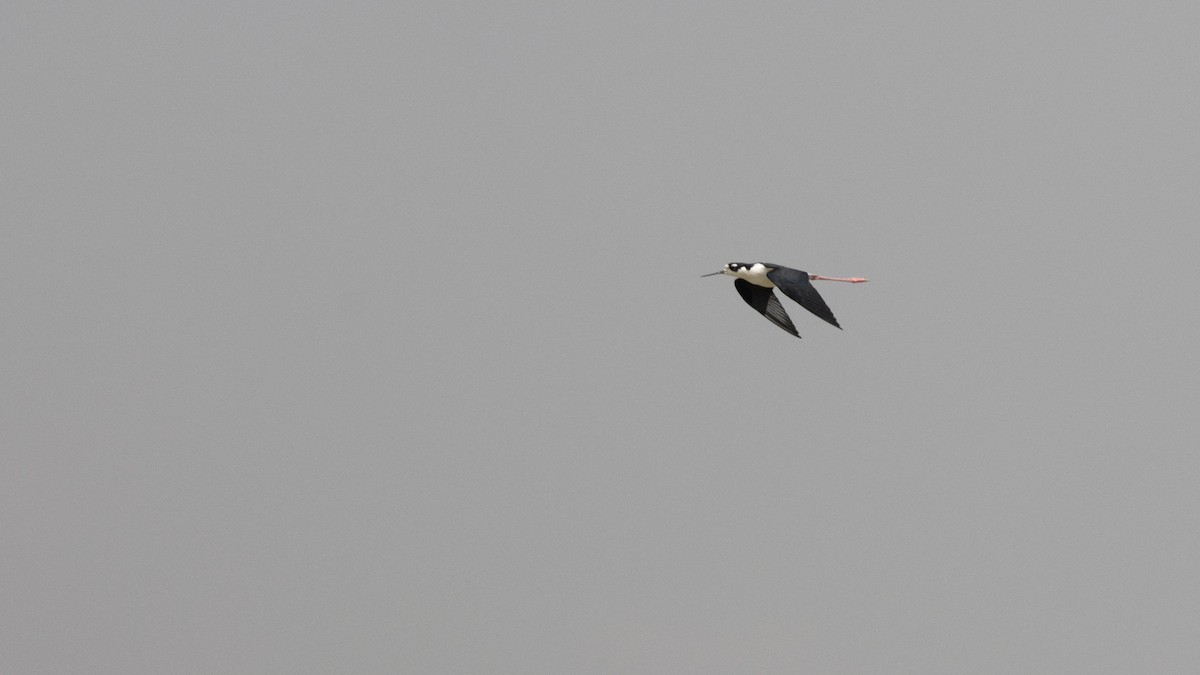 Black-necked Stilt - ML441850461