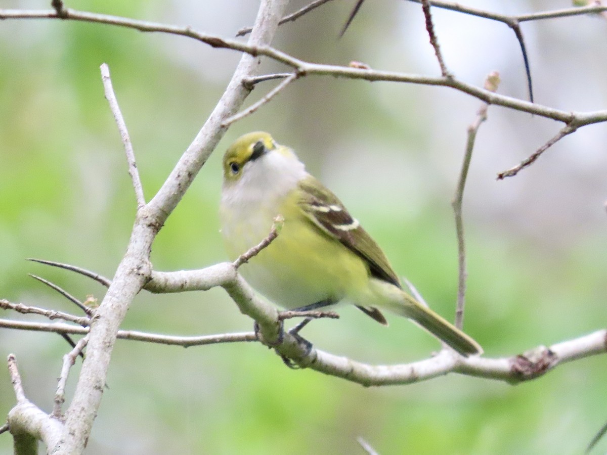 Vireo Ojiblanco - ML441852761