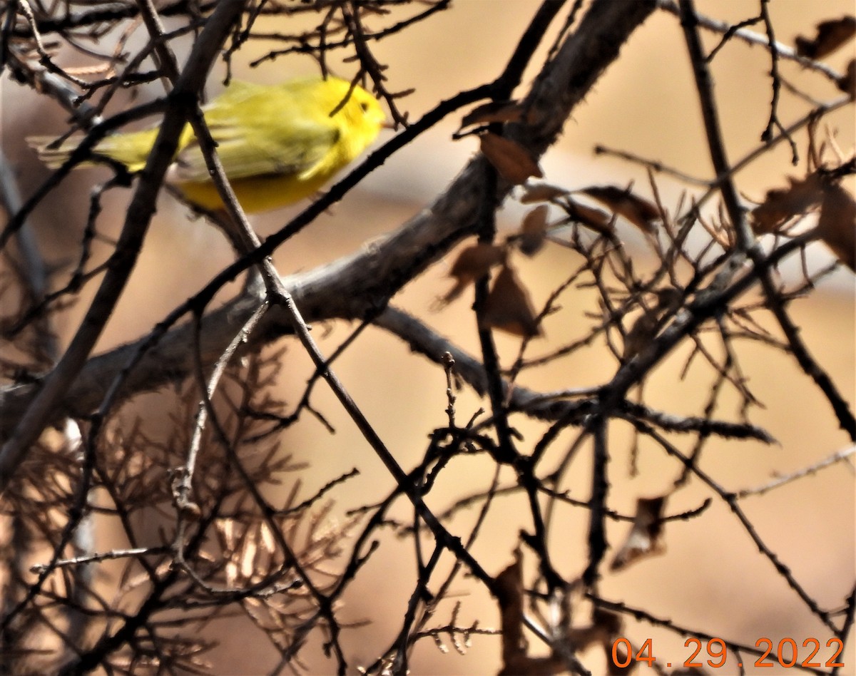 Yellow Warbler - ML441853851