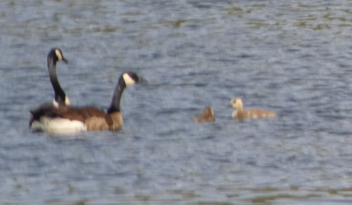 Canada Goose - ML441855591