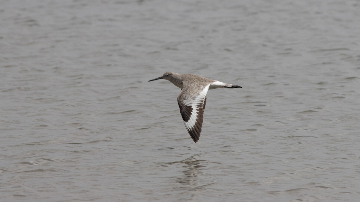 Willet (Western) - ML441856641