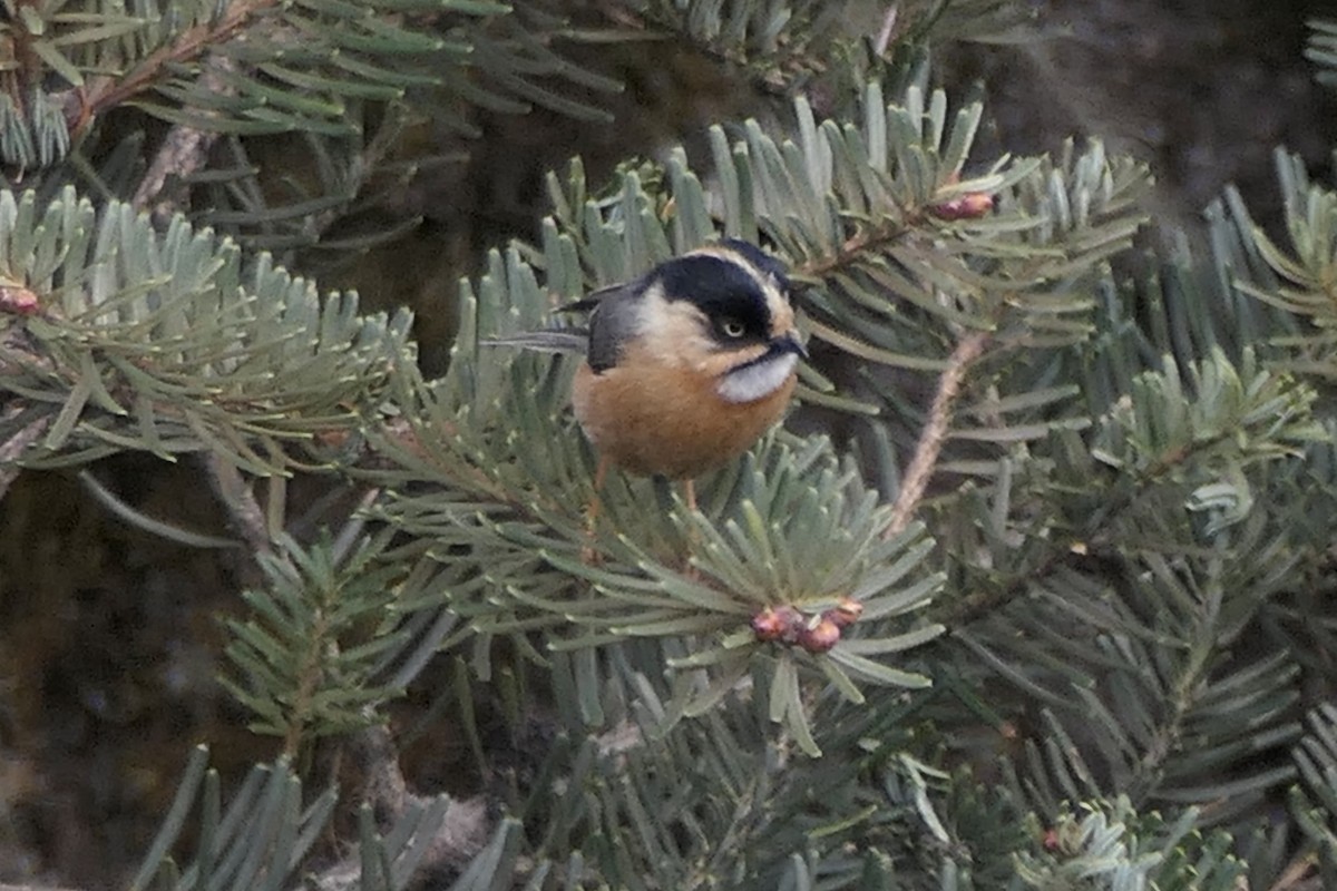 Black-browed Tit - Peter Kaestner