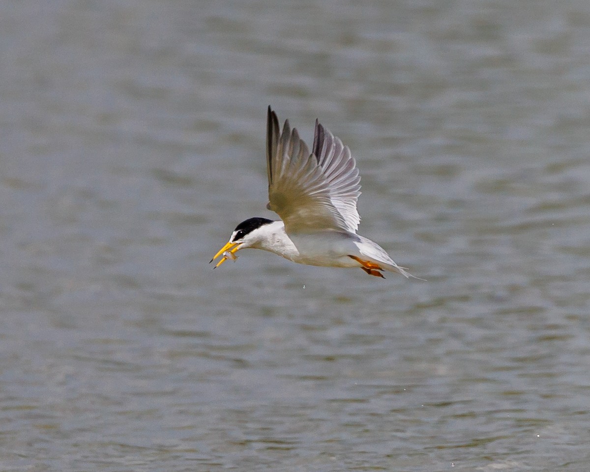 Least Tern - ML441858031