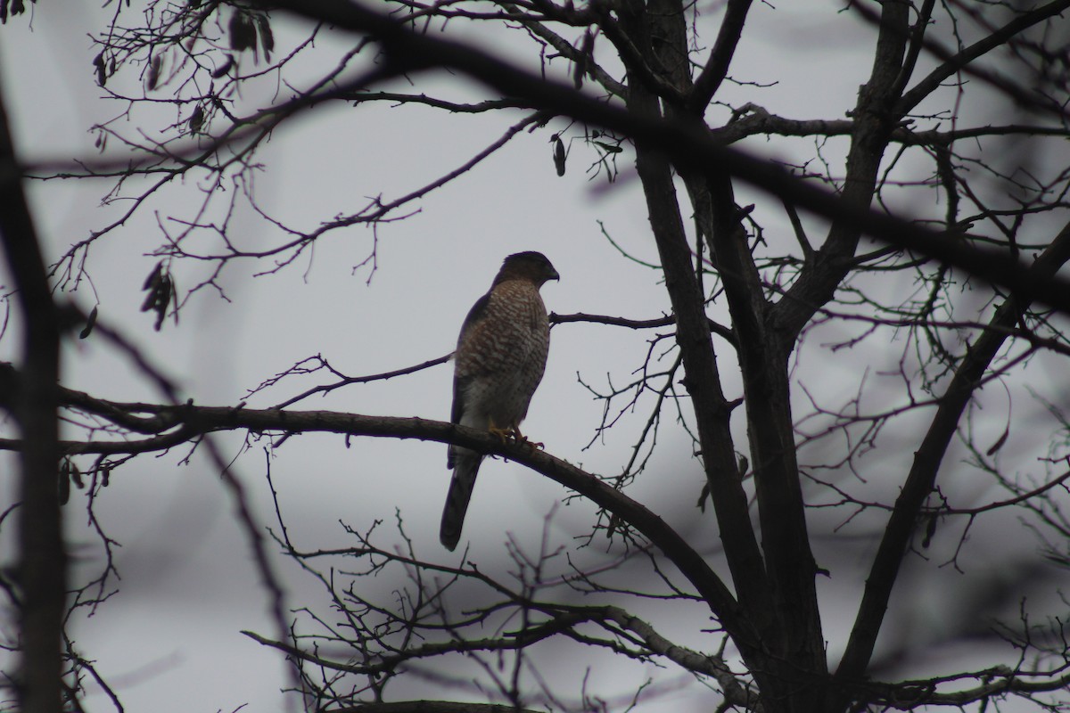 Cooper's Hawk - ML44186041