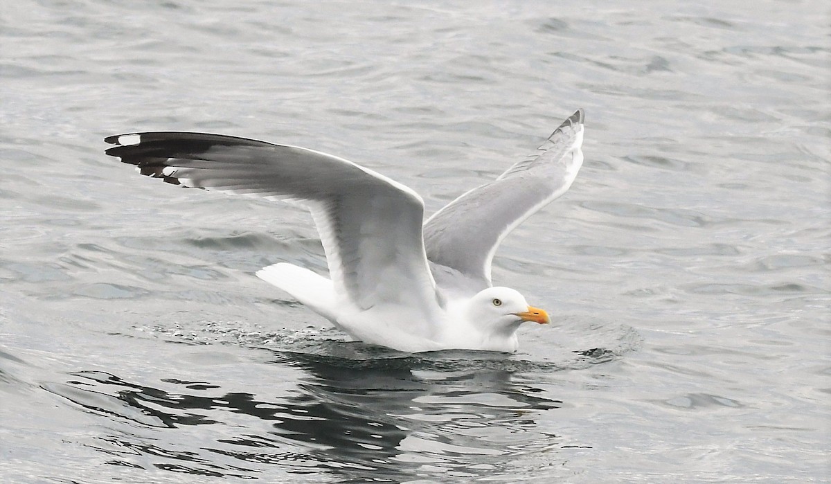 Herring Gull - ML441860471