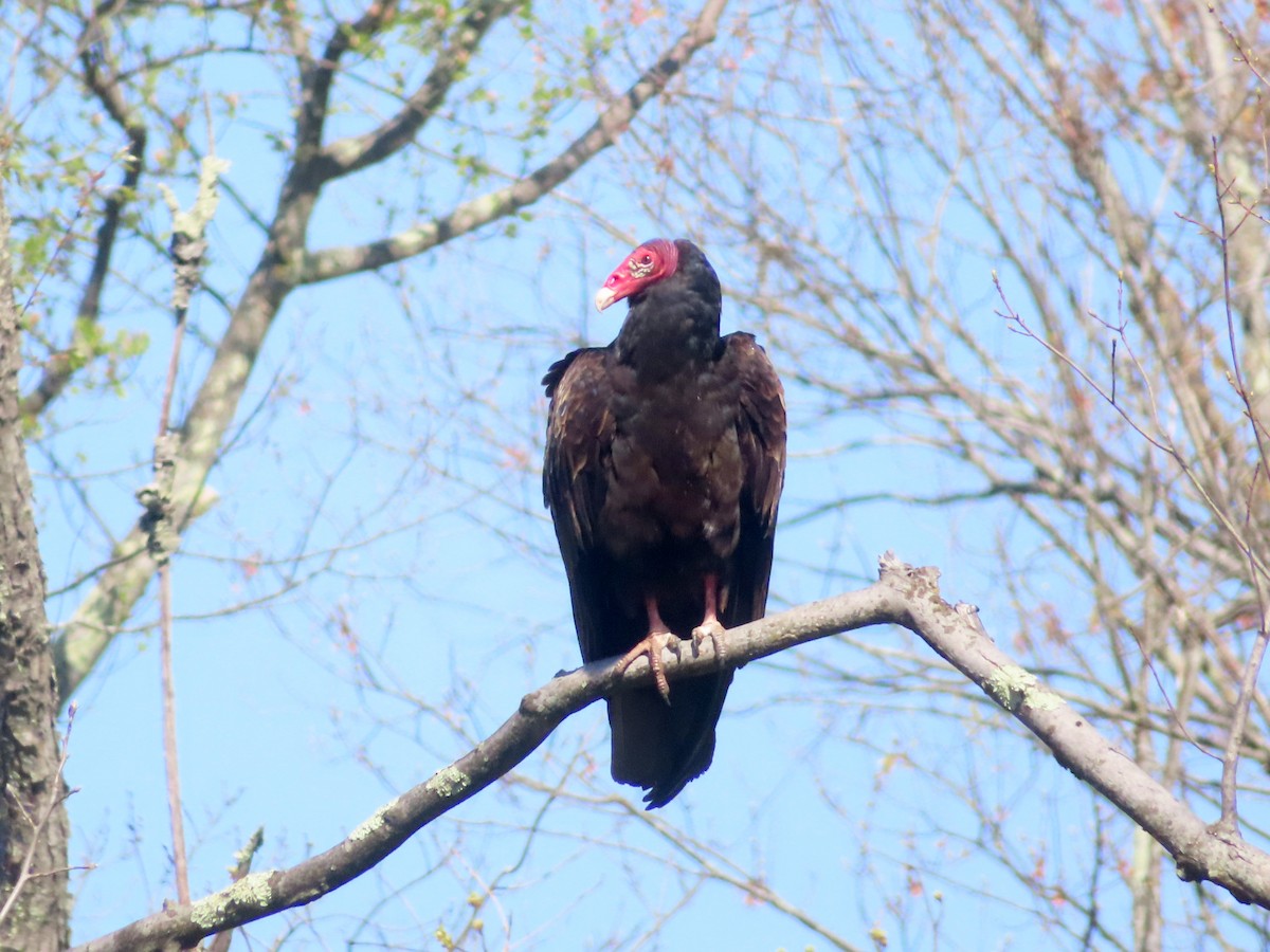 Turkey Vulture - ML441860621