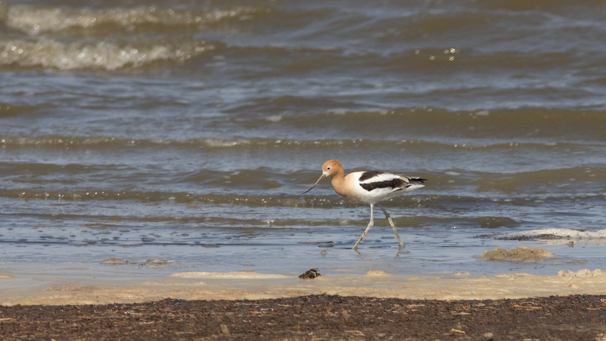 Avocette d'Amérique - ML441860731