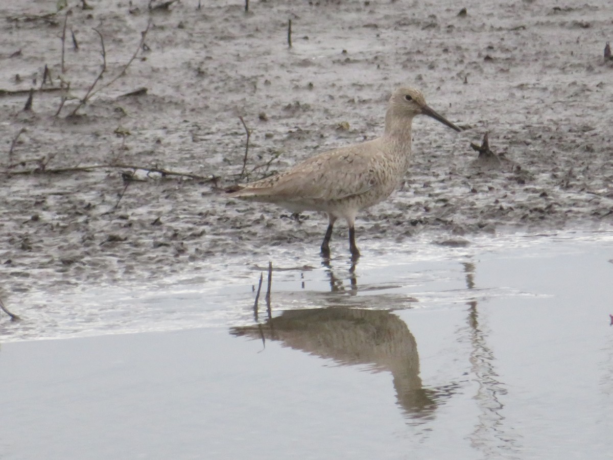 Willet - Carla Delucchi