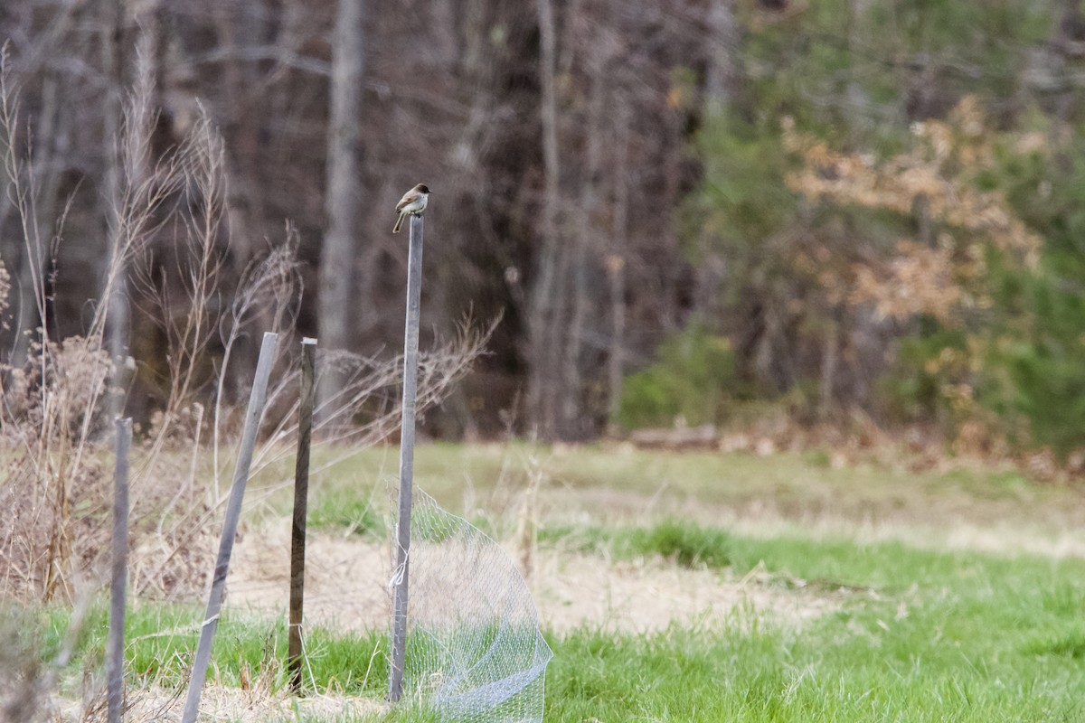 Eastern Phoebe - ML441861091