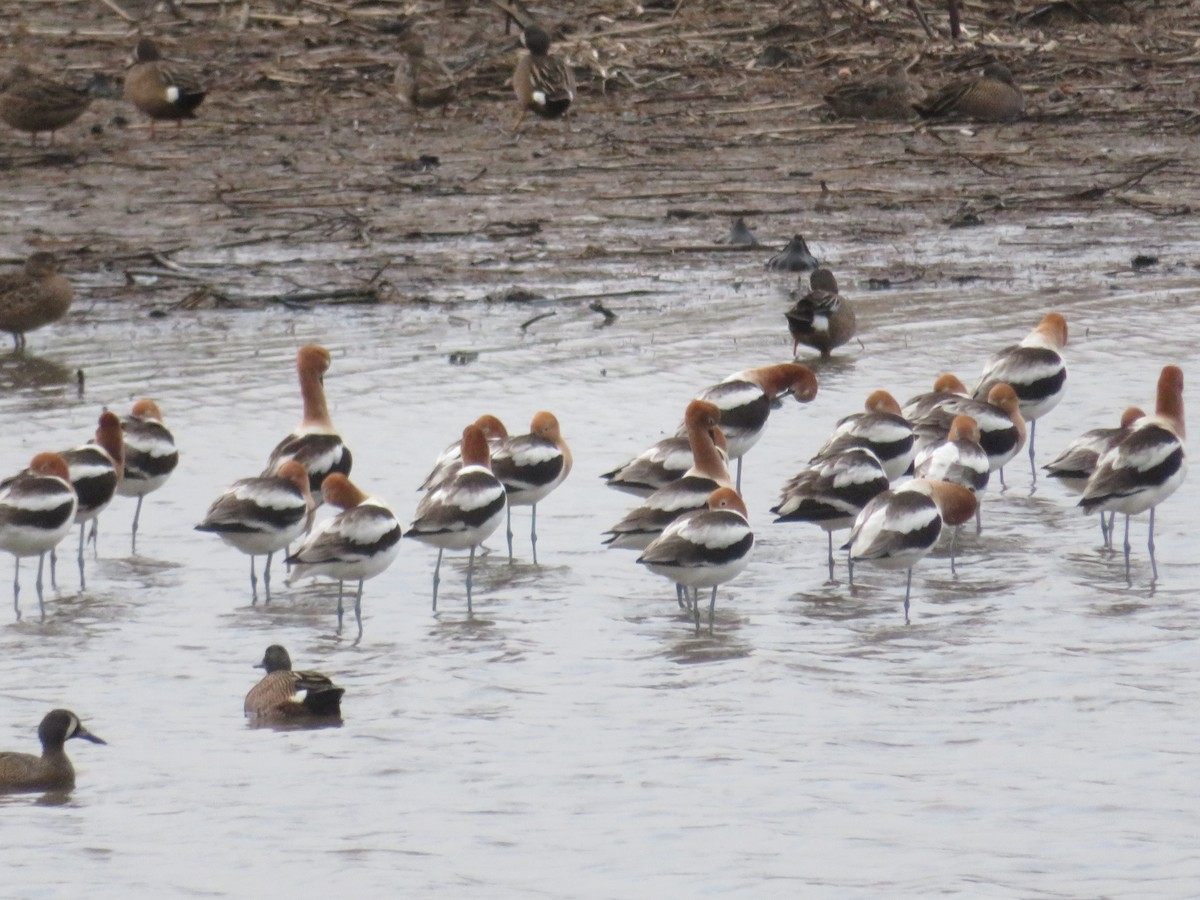 Avocette d'Amérique - ML441861111