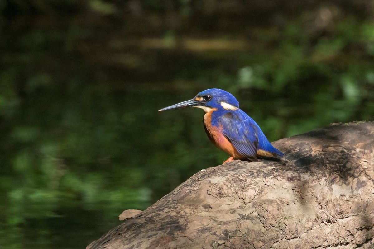 Azure Kingfisher - Xu Shi