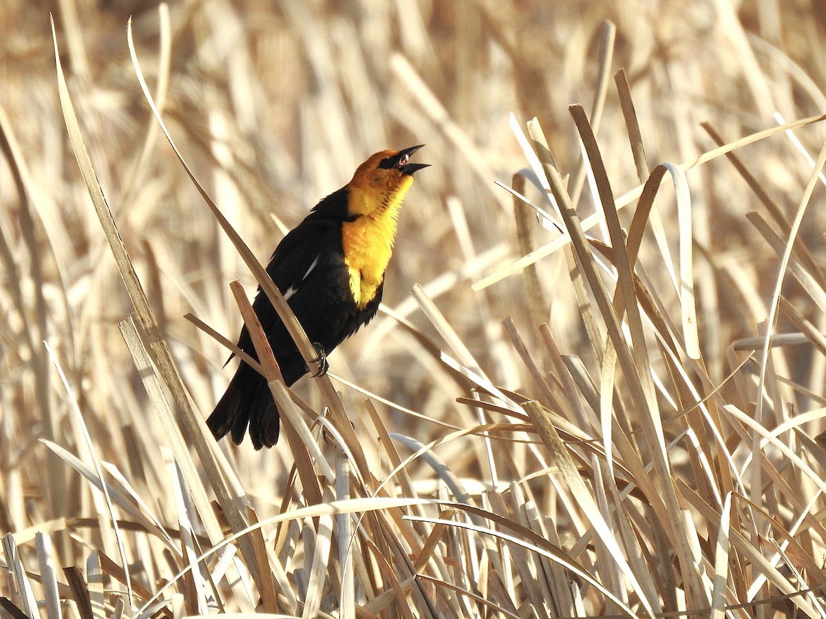 Yellow-headed Blackbird - ML441861971