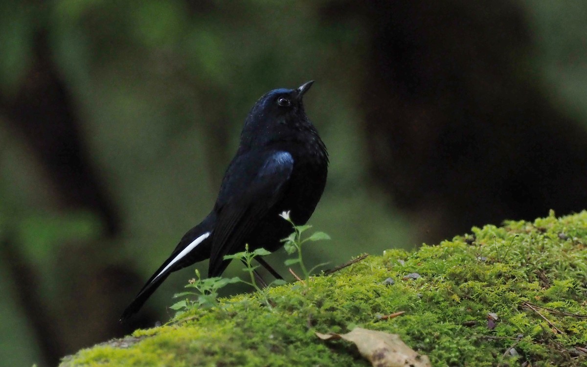 White-tailed Robin - ML441862051