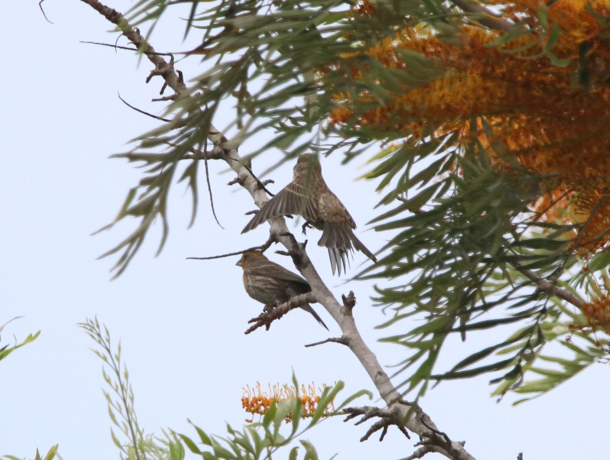 House Finch - ML441863161