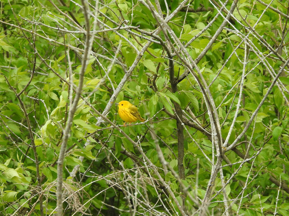 Yellow Warbler - ML441865791