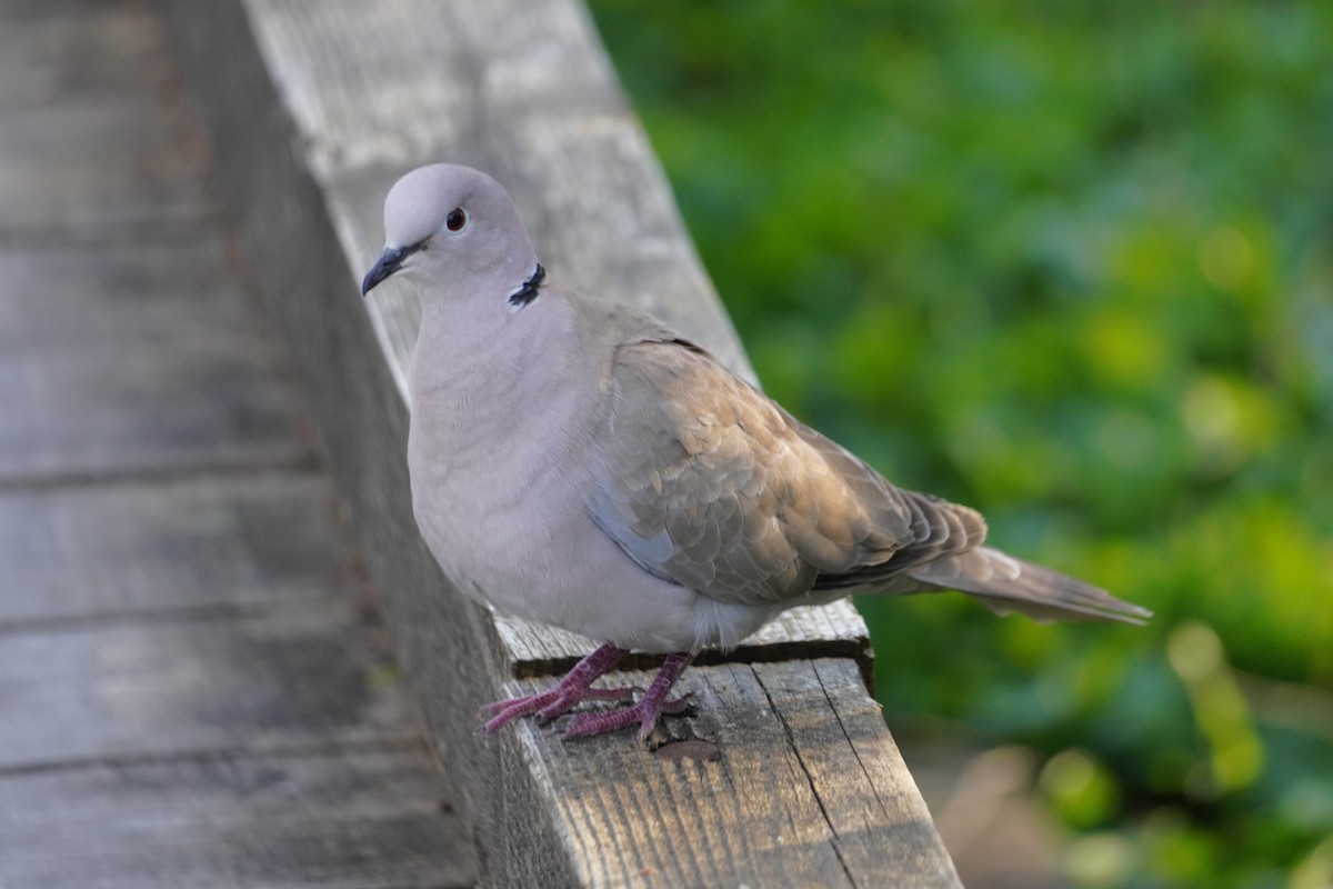 Eurasian Collared-Dove - Keith Wickens